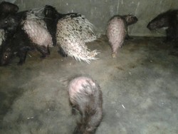 Pelihara Landak Liar, Kakek di Gianyar Dihukum Percobaan