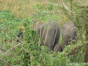 Mengenaskan! Bayi Gajah Terluka karena Nyemplung ke Parit