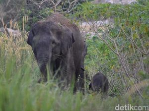 Gajah Liar Bernama Dita Ditemukan Mati Membusuk di Riau
