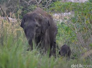 Gajah Liar di Bengkalis Riau Melahirkan Bayi, Ini Penampakannya