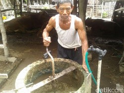 Subarno, Manfaatkan Kotoran Sapi Jadi Bahan Bakar dan Pupuk Kandang