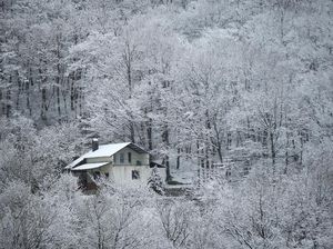 Foto Hutan yang Masih Memutih karena Salju Tebal
