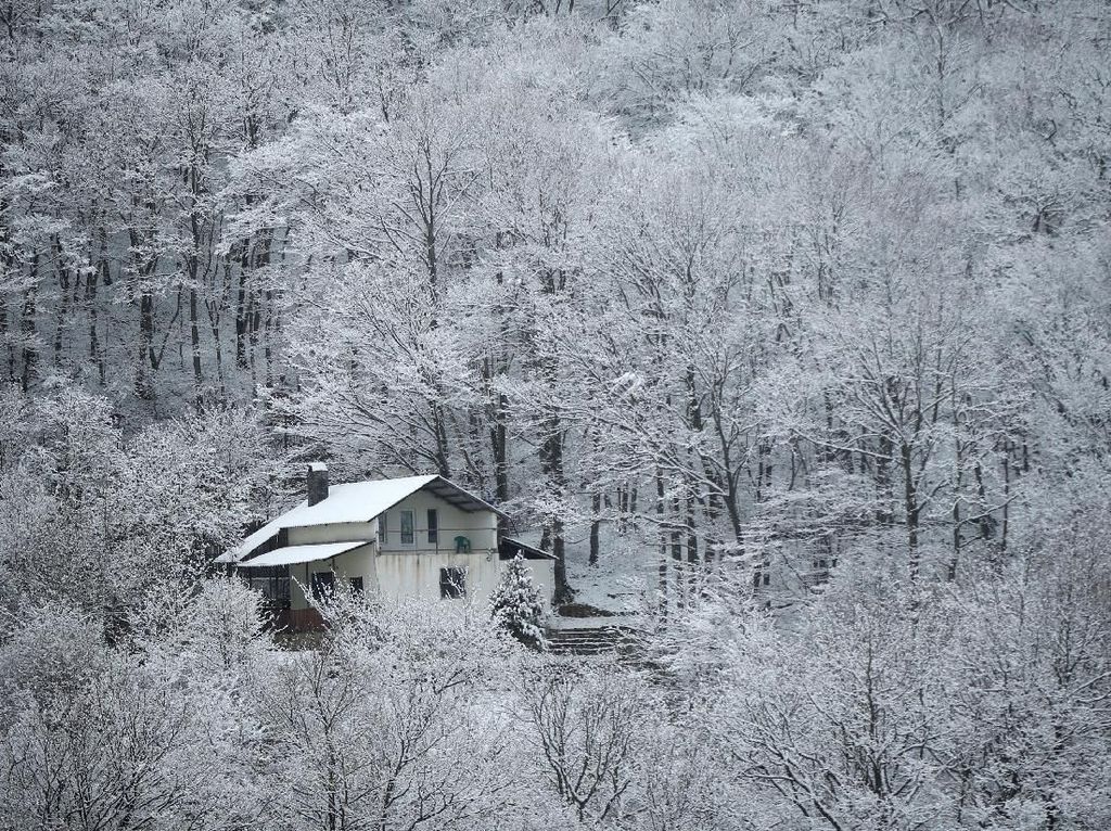 Foto Hutan yang Masih Memutih karena Salju Tebal Foto Hutan yang Masih Memutih karena Salju Tebal