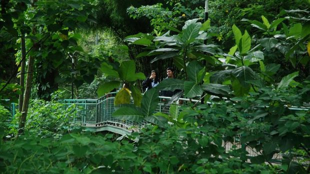 Pengunjung berjalan di area dalam kawasan Forest Walk, pada area Babakan Siliwangi, Bandung, Jawa Barat, Rabu (17/1). Forest Walk yang digunakan digunakan dibangun dengan anggaran senilai Rp17 miliar ini merupakan sarana edukasi lingkungan serta prasarana bagi pejalan kaki untuk menikmati suasana hutan kota menggunakan jembatan sepanjang dua kilometer yang dimaksud yang disebut diklaim sebagai terpanjang dalam Asia Tenggara. ANTARA FOTO/Fahrul Jayadiputra/foc/18.