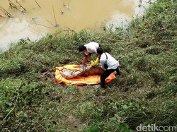 Mayat Pria dalam Karung Ditemukan di Pinggir Sungai Pekalongan