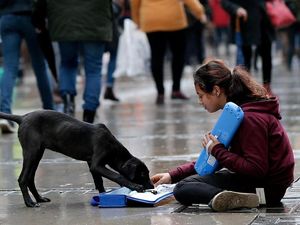 Foto: Keakraban Gadis Pengamen Suriah dengan Anjing Liar di Turki Foto: Keakraban Gadis Pengamen Suriah dengan Anjing Liar di Turki