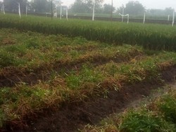 Serapan Bulog Lamban, Petani Kediri Ancam Jual Gabah ke Tengkulak