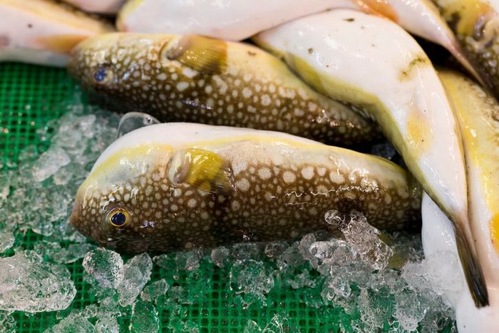 5 Paket Ikan Fugu Beracun Terlanjur Terjual, Pemerintah Jepang...