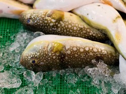 Makan Ikan Buntal dan Kokain, Pria Ini Masuk IGD Rumah Sakit