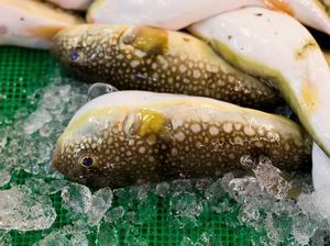 5 Paket Ikan Fugu Beracun Terlanjur Terjual, Pemerintah Jepang Beri Peringatan Darurat 5 Paket Ikan Fugu Beracun Terlanjur Terjual, Pemerintah Jepang Beri Peringatan Darurat