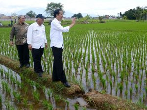 Jokowi Minta Revitalisasi Saribu Rumah Gadang Selesai Tahun Ini