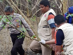 Geger Mayat Perempuan Tanpa Lengan dan Kaki Tersangkut Mangrove