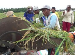 Harga Gabah Naik, Petani di Banyuwangi Tolak Impor Beras