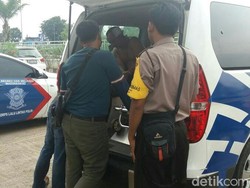 Video: Aksi Polisi Kejar Pencuri Truk dari Indramayu hingga Sumedang