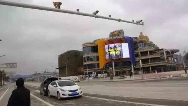 Kecelakaan Mobil Terjadi Gara-gara Pantat Monyet Ini