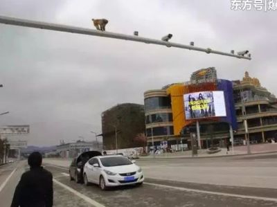 Kecelakaan Mobil Terjadi Gara-gara Pantat Monyet Ini