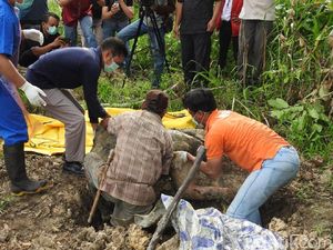Foto: Kisah Tragis Orangutan di Berbagai Daerah di Indonesia
