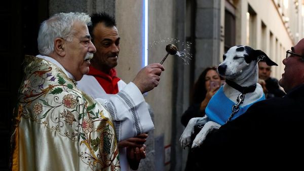 Foto: Tradisi Unik Pembaptisan Hewan di Gereja Spanyol