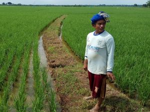 Petani Khawatir Impor Beras Bikin Harga Hasil Panen Turun
