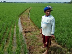 Petani Khawatir Impor Beras Bikin Harga Hasil Panen Turun