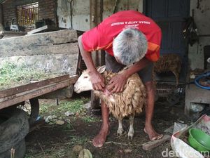 Kambing Mati Misterius di Jember, Ini Jawaban Dinas Peternakan Kambing Mati Misterius di Jember, Ini Jawaban Dinas Peternakan