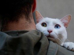 Hari Hak Asasi Binatang 2022, Pengingat untuk Tak Semena-mena pada Hewan