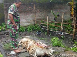 Kambing Mati Misterius di Jember Diduga Digigit Anjing Jenis Pemburu Kambing Mati Misterius di Jember Diduga Digigit Anjing Jenis Pemburu