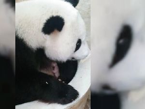 Bayi Panda Raksasa Lahir di Kebun Binatang Malaysia