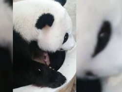Bayi Panda Raksasa Lahir di Kebun Binatang Malaysia