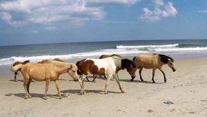 Potret Pantai yang Punya Ratusan Kuda