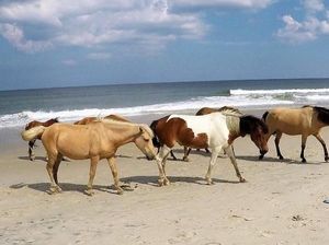 Unik, Pantai di Amerika Ini Isinya Kuda Liar