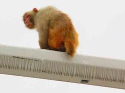 Lucu! Pantat Monyet Dikira Sebagai Lampu Merah