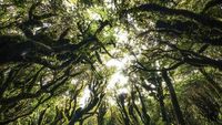Foto: 6 Hutan Paling Misterius di Dunia