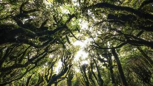 Foto: 6 Hutan Paling Misterius di Dunia