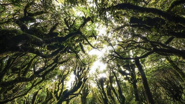 Foto: 6 Hutan Paling Misterius di Dunia