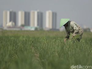 Sandiaga: Sawah di Jakarta Dipertahankan untuk Konsumsi Warga