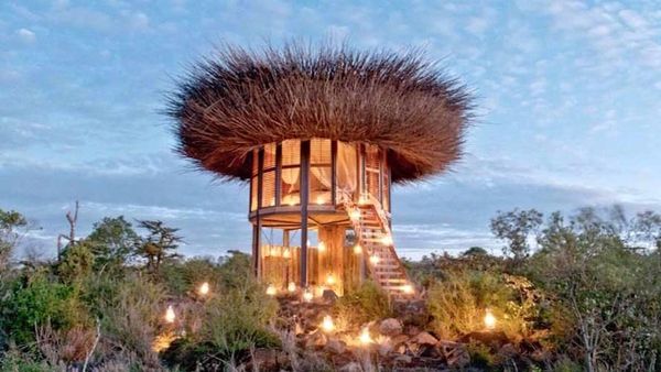 Penampakan Sarang Burung Raksasa di Kenya