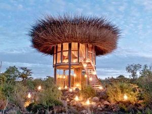 Penampakan Sarang Burung Raksasa di Kenya