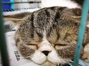 Wanita ini Habis Rp 20 Juta untuk Operasi Plastik Kucing Peliharaannya Wanita ini Habis Rp 20 Juta untuk Operasi Plastik Kucing Peliharaannya
