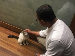 Cerita Keluarga Gubernur Anies dan Loki Si Kucing