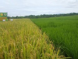 Kementan Pastikan Saat Ini Masuk Masa Panen