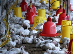 Harga Daging Ayam di Pasar Masih Mahal, Bagaimana di Peternak?