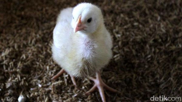 Harga Ayam Melonjak, Yuk Lihat Peternakannya