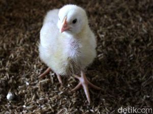 Guys! Kenalin Ini yang Namanya Ayam Gondrong