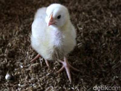 Harga Ayam Melonjak, Yuk Lihat Peternakannya