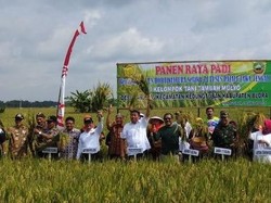 Kementan: Panen Padi Mulai Januari hingga Puncaknya di Maret