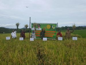 Panen di Kabupaten NTT Ini Capai Produksi 7.2 Ton/Ha Panen di Kabupaten NTT Ini Capai Produksi 7.2 Ton/Ha