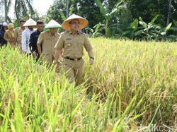 Dikenal Daerah Surplus Beras, Banyuwangi Tidak Butuh Beras Impor