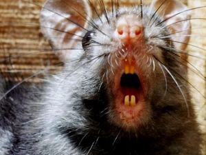 2 Bulan Terakhir, 3 Warga Boyolali Meninggal Akibat Leptospirosis