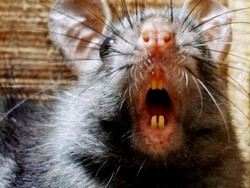 Wabah Hitam yang Tewaskan 25 Juta Orang Ditularkan oleh Manusia